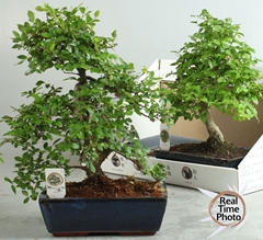 Bonsai Mix 25Ø 35cm