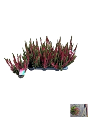 Calluna Vulgaris Beauty Seasons Mintberry Mix 11Ø 25cm