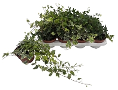 Hedera Helix Mix 3 Pieces 13Ø 35cm