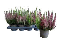 Calluna High Five Mix 13Ø 30cm