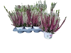 Calluna Beauty Ladies Mix 13Ø 25cm
