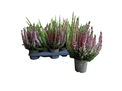 Calluna High Five Mix 11Ø 25cm