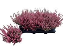 Calluna Beauty Ladies Mix 11Ø 20cm
