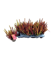 Calluna Vulgaris Mix 11Ø 25cm
