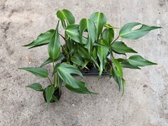 Monstera B Mar Flame 12Ø 30cm