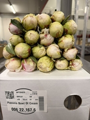 Paeonia Bowl Of Cream 55cm