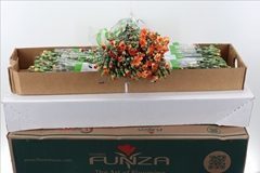 Dianthus Spray Carimbo 65cm
