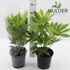 Fatsia Variegata 21Ø 60cm