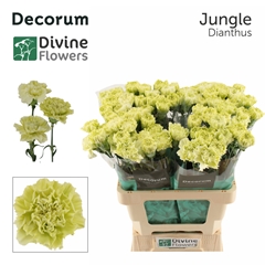 Dianthus Single Jungle 60cm