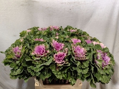 Brassica Empire Ksenia 70cm