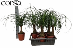 Beaucarnea Recurvata 17Ø 65cm