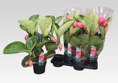 Medinilla Flamenco 17Ø 55cm 5bl
