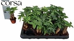 Pachira Aquatica 6Ø 15cm