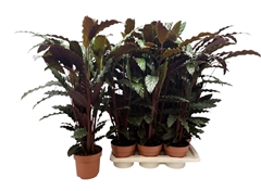 Calathea Rufibarba 17Ø 80cm