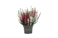 Calluna Beauty Ladies Mix In Pot 2 Colours 11Ø 25cm