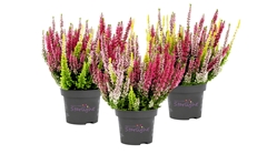Calluna Beauty Ladies Starlight Mix In Pot 13Ø 30cm