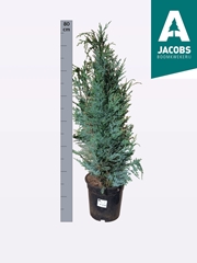 Chamaecyparis Columnaris 19Ø 80cm