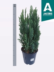 Chamaecyparis Ellwoodii 19Ø 60cm
