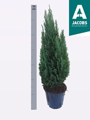Chamaecyparis Ellwoodii 19Ø 70cm
