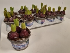 Hyacinthus Fondant 12Ø 15cm 3pp