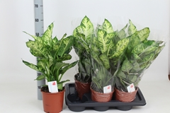 Dieffenbachia Sublime 17Ø 55cm