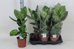 Dieffenbachia Reflector 17Ø 65cm