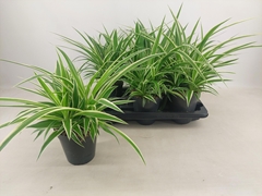 Chlorophytum Ocean 15Ø 35cm