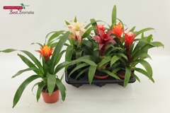 Guzmania Mix 12Ø 30cm