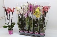 Phalaenopsis Mix 5 Colours 12Ø 65cm 3st