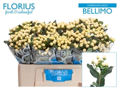 Hypericum Coco Bellimo 50cm
