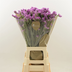 Limonium Sinuatum Heart Wings 80cm 35gr.