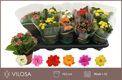 Kalanchoe Double Mix 10Ø 23cm