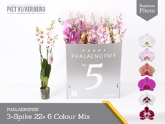 Phalaenopsis Mix 6 Colours 12Ø 80cm 3st