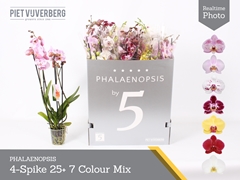 Phalaenopsis Mix 7 Colours 12Ø 70cm 4st