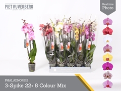 Phalaenopsis Mix 8 Colours 12Ø 65cm 3st