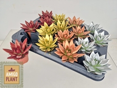 Echeveria Miranda 6Ø 9cm