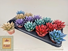 Echeveria Miranda 8Ø 11cm