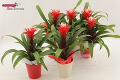 Guzmania Hope 13Ø 40cm