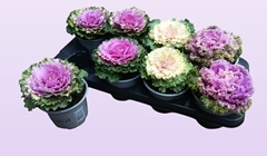 Brassica Oleracea 13Ø 20cm