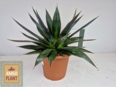 Agave Shaka Zulu 22Ø 35cm