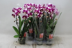 Phalaenopsis Cascade 12Ø 45cm 2st