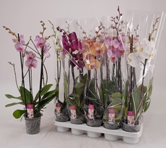 Phalaenopsis Mix 12Ø 65cm 3st