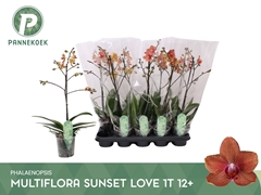 Phalaenopsis Multiflora Sunset Love 12Ø 55cm 1st