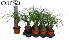 Beaucarnea Recurvata 14Ø 45cm