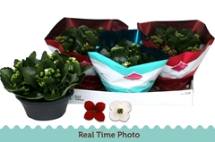 Kalanchoe Single Mix 2 Colours 23Ø 25cm