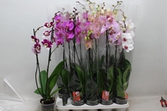 Phalaenopsis Mix 7 Colours 12Ø 70cm 2st