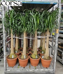 Beaucarnea Recurvata 32Ø 155cm