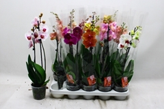 Phalaenopsis Mix 12Ø 55cm 2st