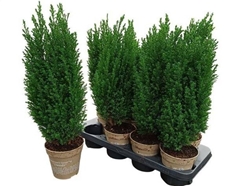 Chamaecyparis Ellwoodii 13Ø 55cm