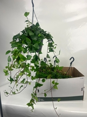 Hedera Helix Mein Herz 19Ø 70cm